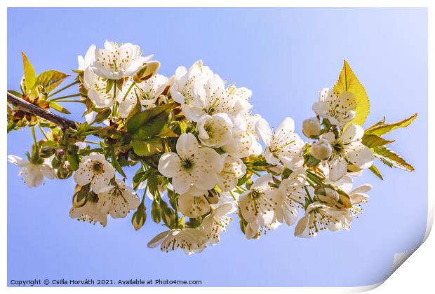 Blossoming sour cherry tree Print by Csilla Horváth