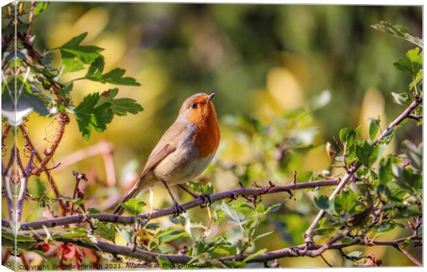 Small robin sunbathing on a tree branch Canvas Print by Csilla Horváth