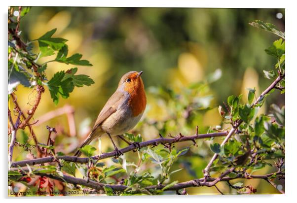 Small robin sunbathing on a tree branch Acrylic by Csilla Horváth
