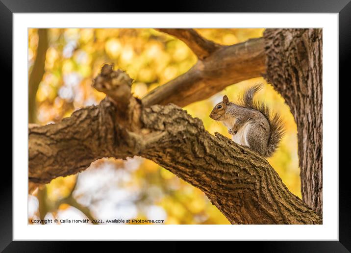 Small squirrel sitting on a tree Framed Mounted Print by Csilla Horváth
