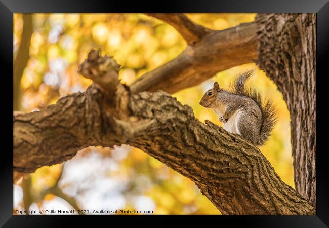 Small squirrel sitting on a tree Framed Print by Csilla Horváth