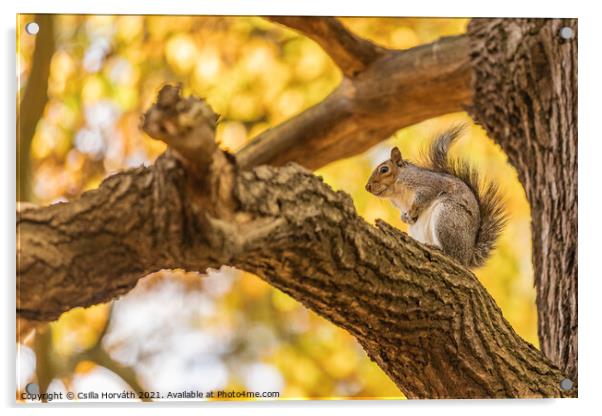 Small squirrel sitting on a tree Acrylic by Csilla Horváth