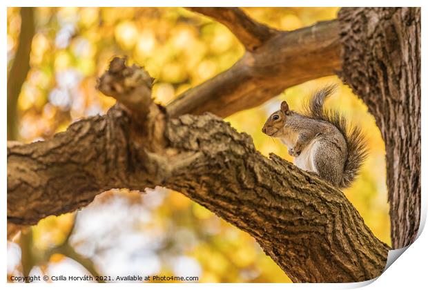 Small squirrel sitting on a tree Print by Csilla Horváth