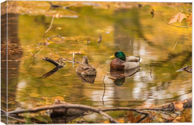 A couple of ducks on a pond Canvas Print by Csilla Horváth