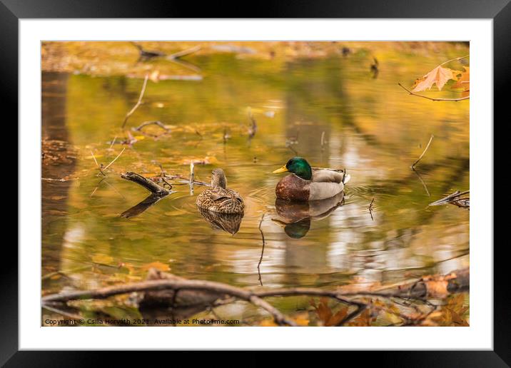 A couple of ducks on a pond Framed Mounted Print by Csilla Horváth
