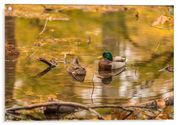 A couple of ducks on a pond Acrylic by Csilla Horváth