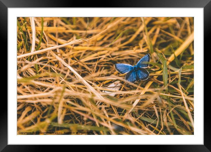 Blue butterfly resting in the grass Framed Mounted Print by Csilla Horváth
