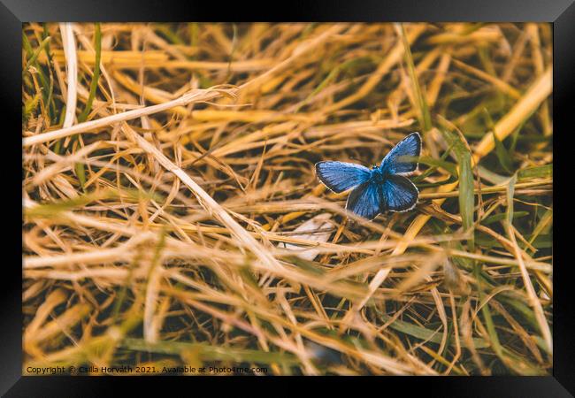 Blue butterfly resting in the grass Framed Print by Csilla Horváth