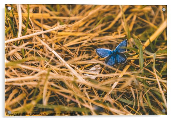Blue butterfly resting in the grass Acrylic by Csilla Horváth