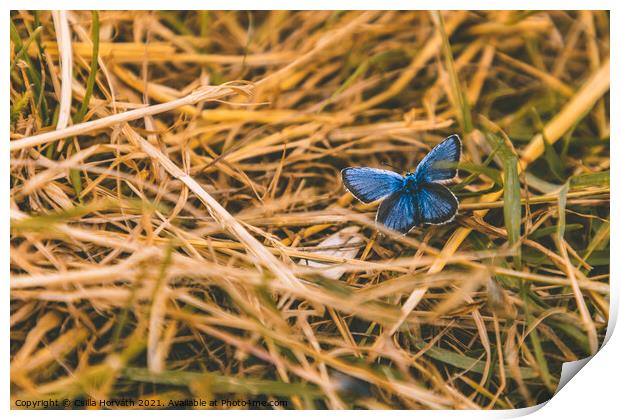 Blue butterfly resting in the grass Print by Csilla Horváth