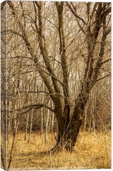 Elm Surrounded by poplars Canvas Print by STEPHEN THOMAS