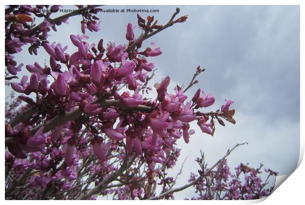 Plant flower Print by Ali asghar Mazinanian