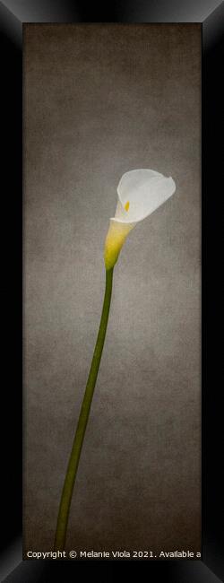 Graceful flower - Calla No. 2 | vintage style panorama Framed Print by Melanie Viola