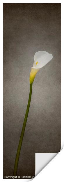 Graceful flower - Calla No. 2 | vintage style panorama Print by Melanie Viola
