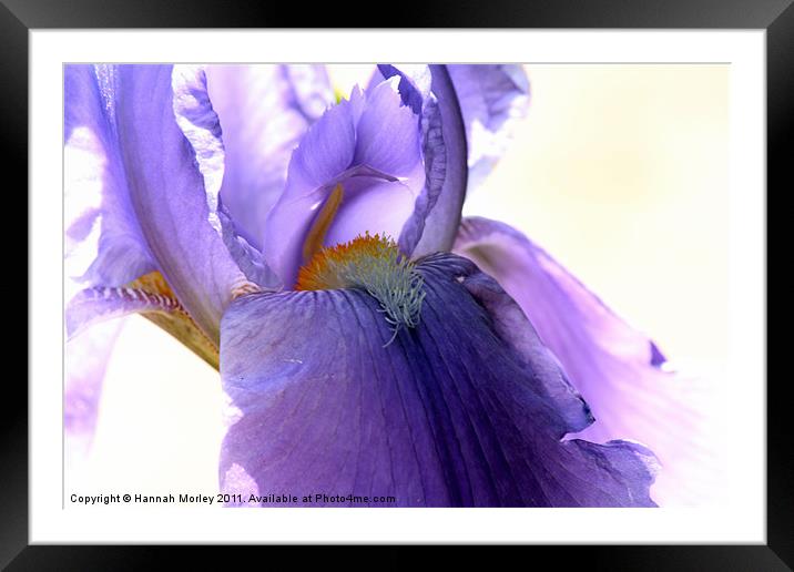 Iris Framed Mounted Print by Hannah Morley