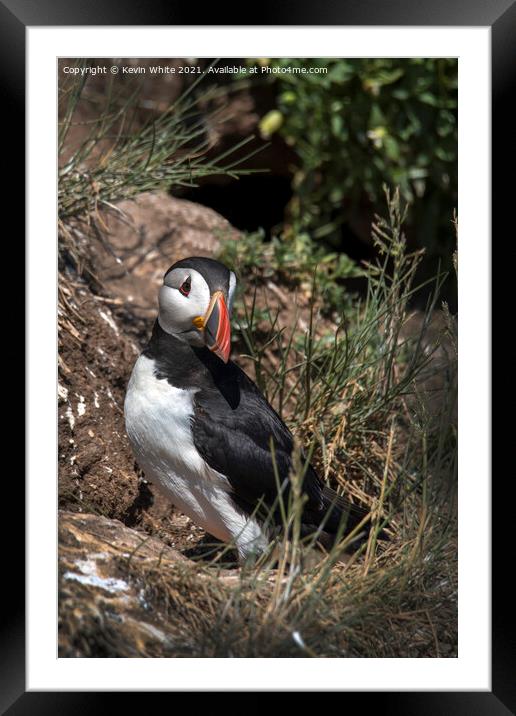 Puffin guarding nest Framed Mounted Print by Kevin White