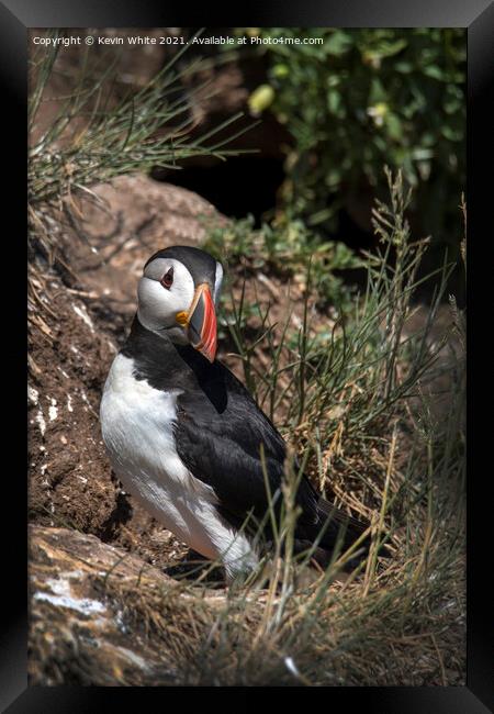 Puffin guarding nest Framed Print by Kevin White