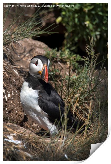 Puffin guarding nest Print by Kevin White