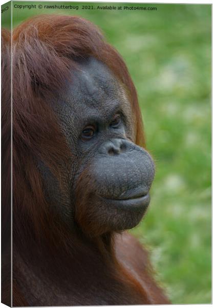 Orangutan Mother Portrait Canvas Print by rawshutterbug 