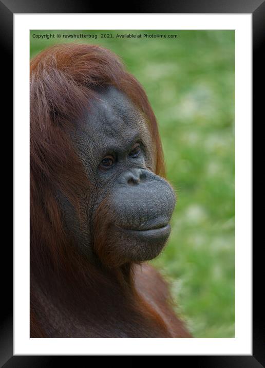 Orangutan Mother Portrait Framed Mounted Print by rawshutterbug 