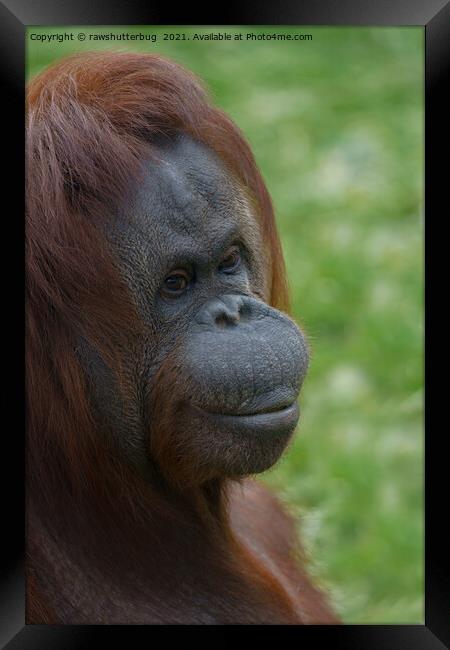 Orangutan Mother Portrait Framed Print by rawshutterbug 