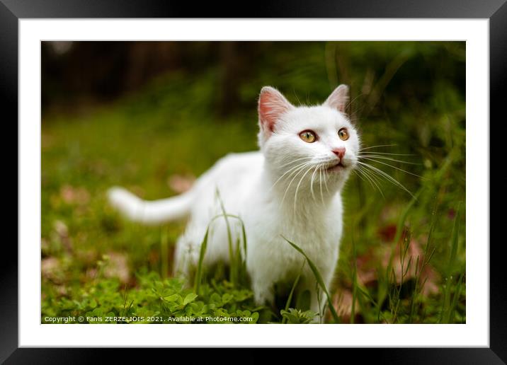 White cat in nature Framed Mounted Print by Fanis Zerzelides
