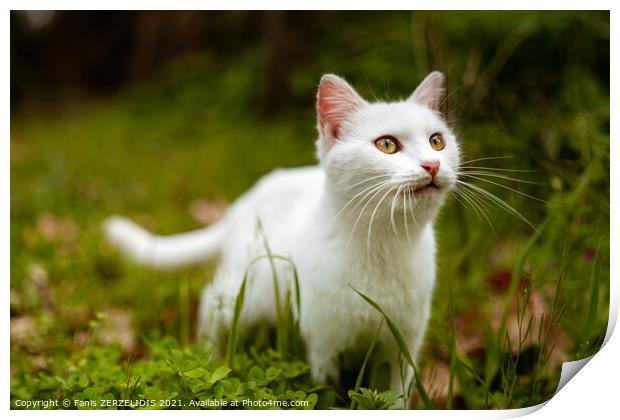 White cat in nature Print by Fanis Zerzelides
