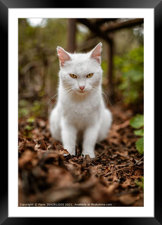 White cat in wild Framed Mounted Print by Fanis Zerzelides