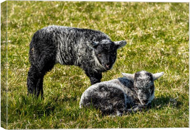 Herdwick Sheep - Twin Lambs. Canvas Print by Colin Allen