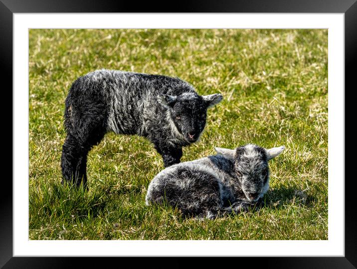 Herdwick Sheep - Twin Lambs. Framed Mounted Print by Colin Allen