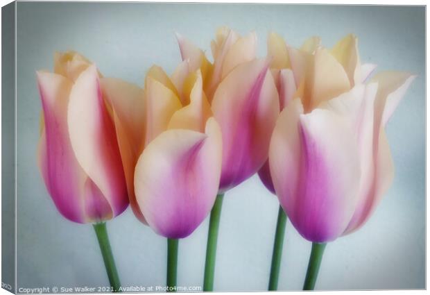 Tulips Canvas Print by Sue Walker