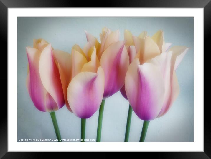 Tulips Framed Mounted Print by Sue Walker