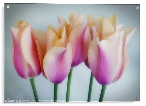 Tulips Acrylic by Sue Walker