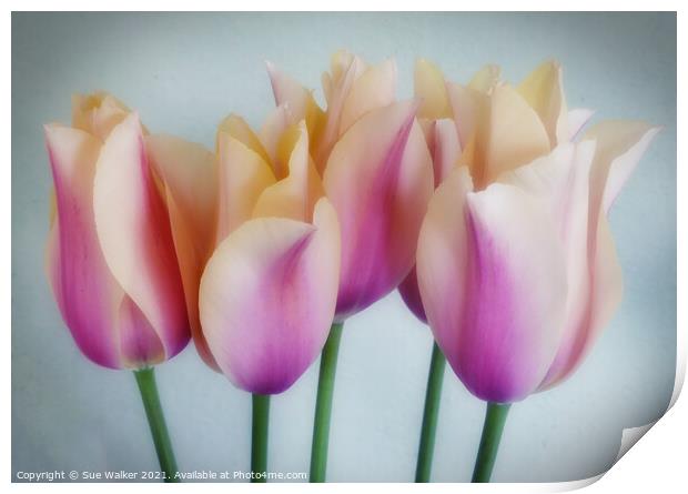 Tulips Print by Sue Walker