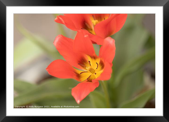 Red Tulip Flower, flora,  Framed Mounted Print by Holly Burgess
