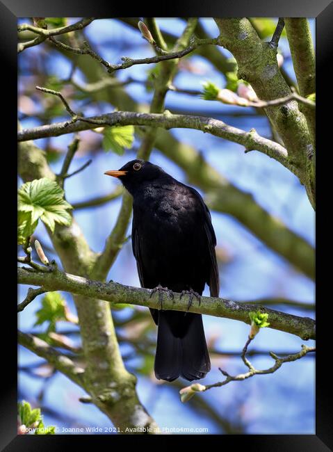 Singing Blackbird Framed Print by Joanne Wilde