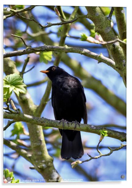 Singing Blackbird Acrylic by Joanne Wilde