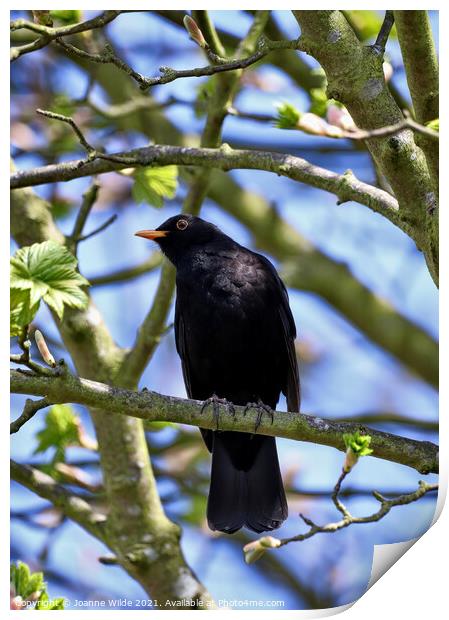 Singing Blackbird Print by Joanne Wilde
