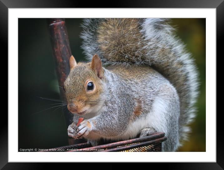 Squirrel Feeding Framed Mounted Print by Joanne Wilde