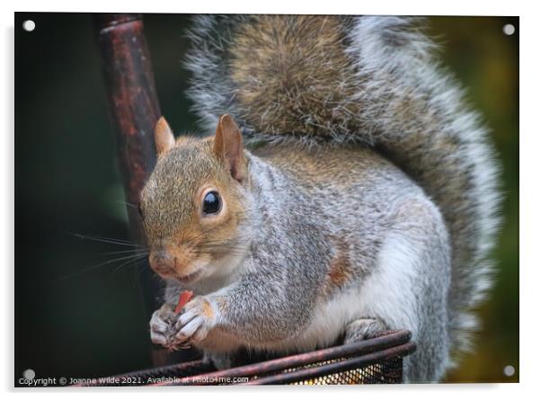 Squirrel Feeding Acrylic by Joanne Wilde