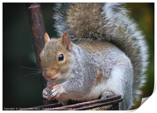 Squirrel Feeding Print by Joanne Wilde