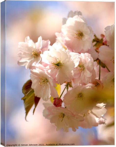 sunlit Cherry Blossom Canvas Print by Simon Johnson