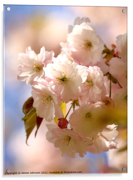 sunlit Cherry Blossom Acrylic by Simon Johnson