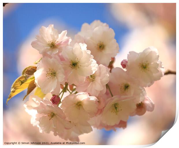 Cherry Blossom Print by Simon Johnson