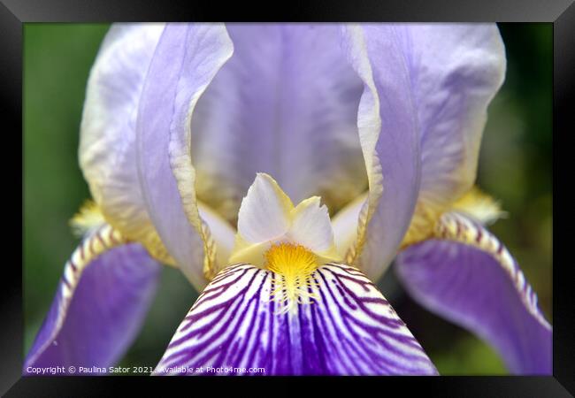Purple Iris flower closeup Framed Print by Paulina Sator