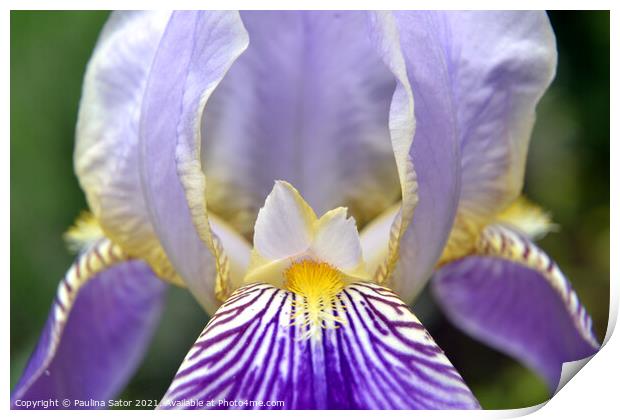Purple Iris flower closeup Print by Paulina Sator