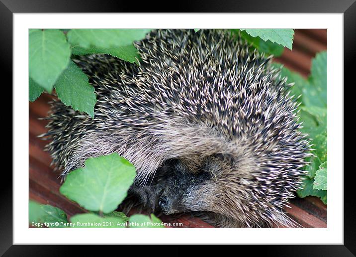 under the hedge Framed Mounted Print by Elouera Photography