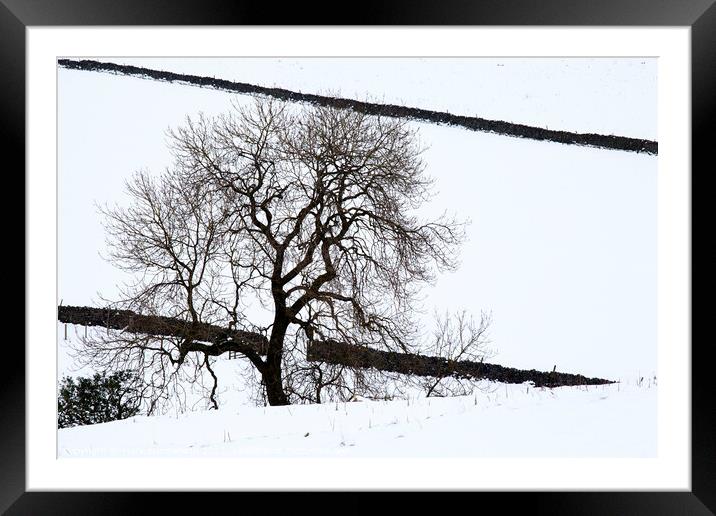 Winter Tree near Burnsall Framed Mounted Print by Mark Sunderland