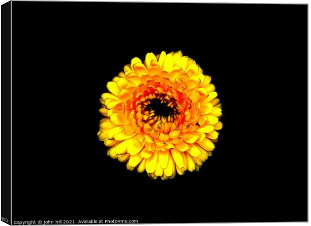 Yellow Chrysanthemum. Canvas Print by john hill