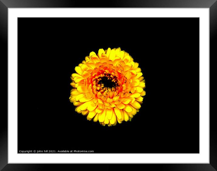 Yellow Chrysanthemum. Framed Mounted Print by john hill